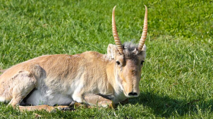 Батыс Қазақстанда киіктер саны 80 мың басқа дейін азайтылады