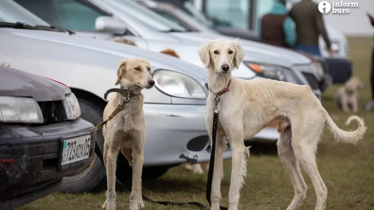 Қазақы тазыны қалай сақтап қалуға болады? Айбол Алпысбаевпен видео сұхбат
