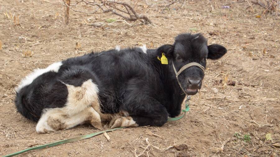 2,2 млн теңге үшін 7 жыл бас бостандығынан айырылуы мүмкін