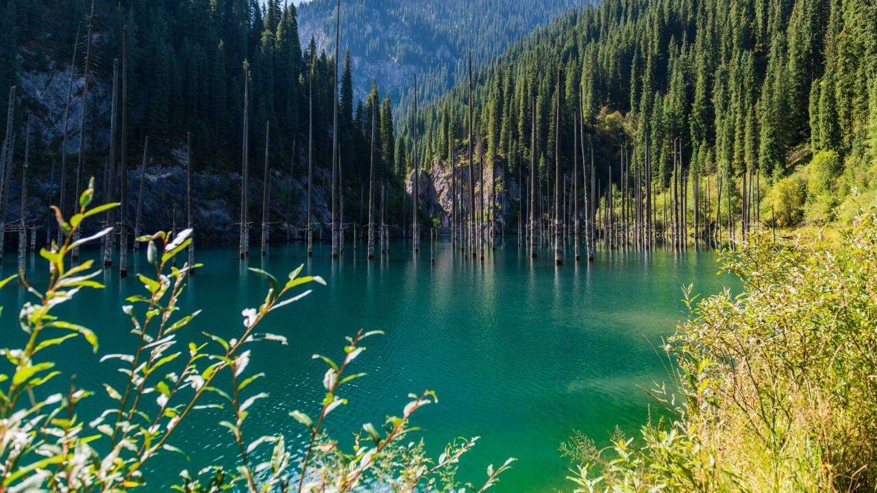 Тоқаев: "Орман-тоғайды көбейту бүкіл елді жұмылдыратын нағыз халықтық идеяға айналуы керек"