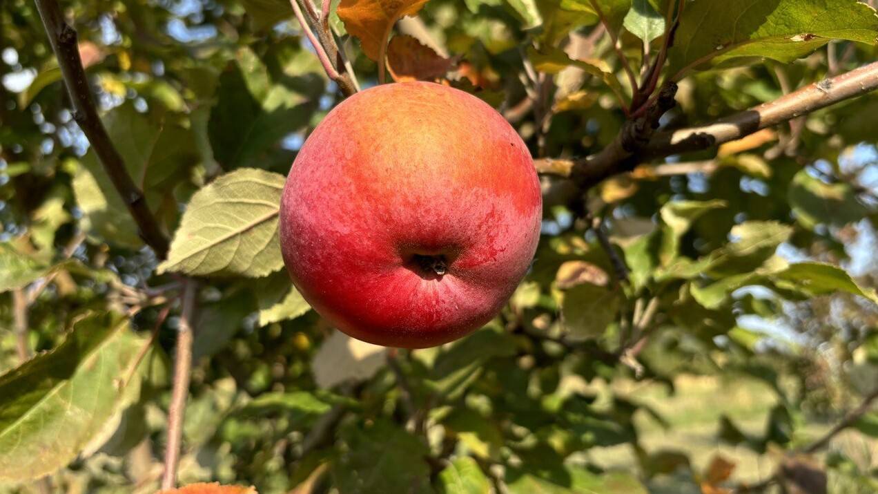 Алматы облысында алма бақтарының ауданын 1036 гектарға жеткізу жоспарланып отыр