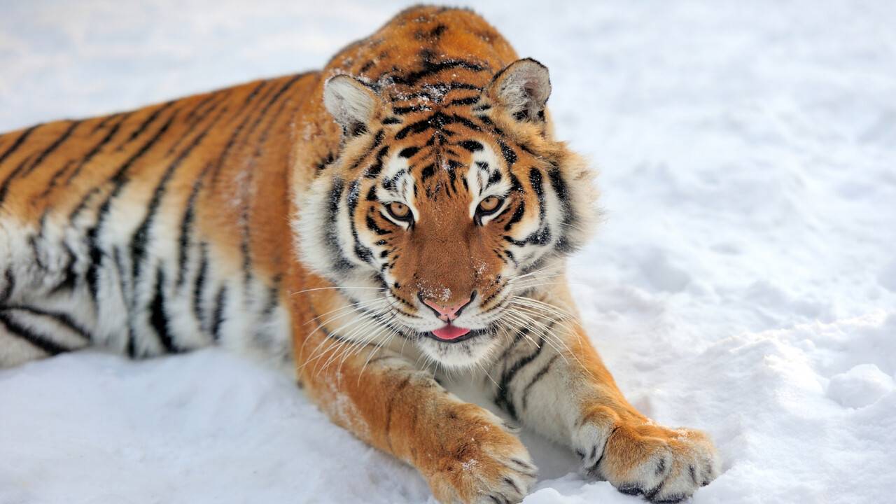 Қазақстанға Амур жолбарыстарын әкелуге дайындық қалай жүріп жатыр? Фоторепортаж
