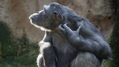 В три раза возросло число заражений оспой обезьян в Европе