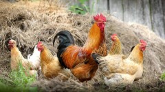 В Атырауской области начали борьбу с птичьим гриппом
