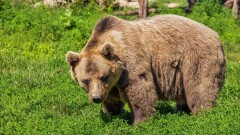 Голодные дикие медведи объедают жителей ВКО