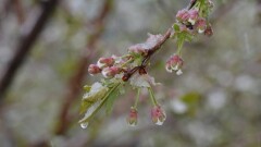 Юг Казахстана может остаться без урожая