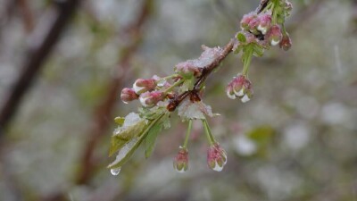 Юг Казахстана может остаться без урожая