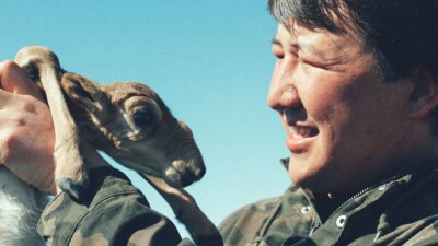 Экоактивист Сакен Дилдахмет предлагает создать специальную программу по сайгакам