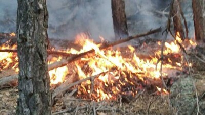 Пожар в Караганде: пострадали 40 гектаров леса и дачные дома