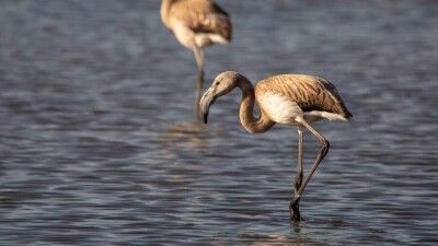 На Малом Талдыколе ещё остаются несколько фламинго. Как они выживают в холод