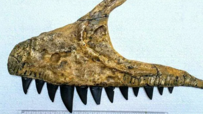 Останки неизвестного ранее динозавра нашли в Узбекистане. Его назвали Улугбегзавр узбекистаненсис