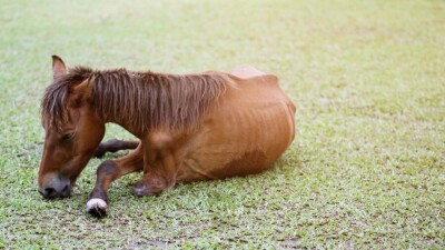Мамин поручил выделить средства на создание стабфонда сена для фермеров Мангистау