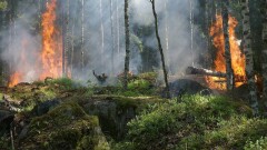 Абай облысында орман өртінен үш ауылдың тұрғындары эвакуацияланды, бірнеше үй зардап шекті