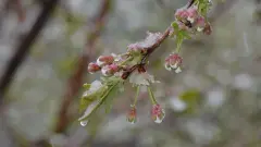 Қар жауып, үсік жүреді. 17 сәуірге арналған ауа райы болжамы қандай