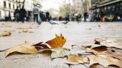 "Соңы депрессияға ұласуы мүмкін". Күз мезгілі адам психикасына қалай әсер етеді?