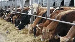 Мал шаруашылығын қолдауға арналған "Жайлау" несие бағдарламасы басталды