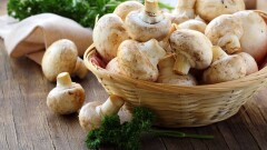 Саңырауқұлақ, жидек пен дәрілік шөптерді қанша келіге дейін тегін теруге болады?