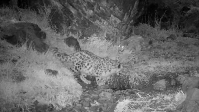 Екі ұлттық паркте қар барысы фототұзаққа ілікті