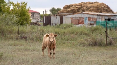 Сібір жарасы: Жамбыл облысындағы бір ауыл карантинге жабылды