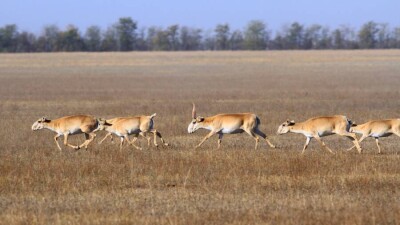 "Қызыл кітапқа кірмейді". Келесі жылы киік атудан спорттық аңшылық өтуі мүмкін