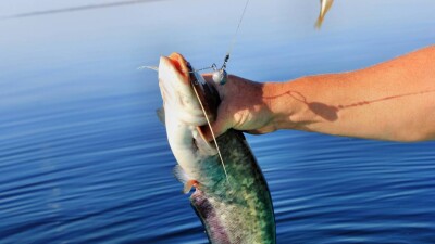 Қазақстанда жайын мен көксерке экспортына 6 айға тыйым салынбақ