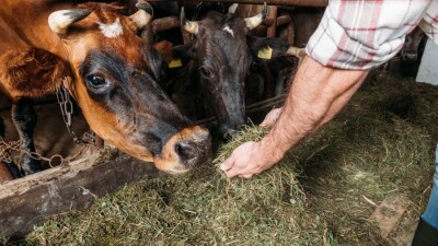 Маңғыстаулық шаруалар мал азығы бағасын екі есе арзандатуды талап етті