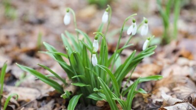 Алматының ботаникалық бағында бәйшешек гүлдеді