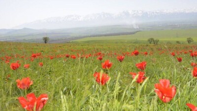 Қазақстанда қызғалдақтың 18 түрін ғана жұлғандарға жаза бар. Бірақ, оны неге мүлде жұлуға болмайды?