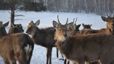 Маралдың мүйізі мен қаны қандай дертке ем? Бурабайдағы бұғы шаруашылығынан фоторепортаж