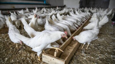 Тауық шаруашылығына 2,5 пайызбен бюджеттік несие беріледі