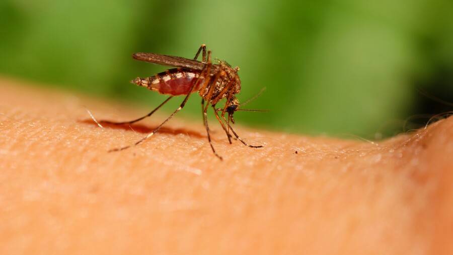 Шұлықтардағы жақсы фигуралары бар жетілген ханымдар