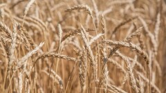 Россия сохраняет ограничения на импорт пшеницы из Казахстана