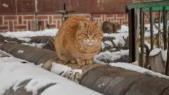 Прогноз погоды на декабрь: когда казахстанцам ожидать сильные морозы