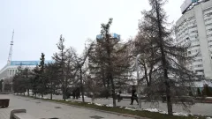 72 дерева вырубят на площади Республики и вдоль проспекта Аль-Фараби в Алматы