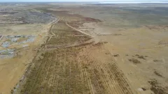 Вокруг радиоактивного хранилища "Кошкар-Ата" высадят миллион саженцев саксаула