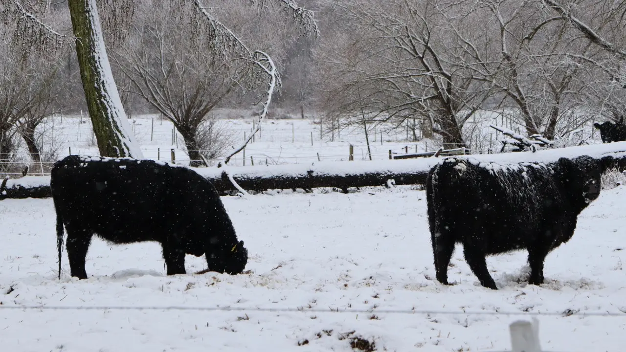 "Скот гибнет от холода". Фермер из Павлодарской области просит о помощи после смертельного пожара