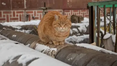 Прогноз погоды на декабрь: когда казахстанцам ожидать сильные морозы