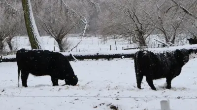 "Скот гибнет от холода". Фермер из Павлодарской области просит о помощи после смертельного пожара