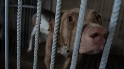 Бездомные животные остались без света и тепла после пожара в приюте Семея