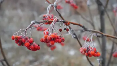 Заморозки до минус 2 градусов ожидаются в ближайшие дни в Казахстане