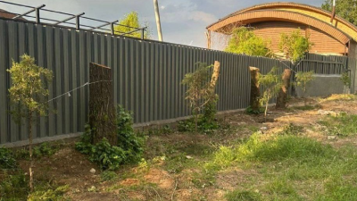 Четыре дерева незаконно вырубили у школы в Алматы. Взамен нужно высадить 200