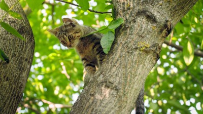 Спасатели отказали алматинке помочь снять с дерева раненого кота. В МЧС заявили, что такого не может быть