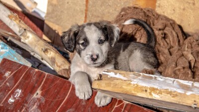 Почему отлов животных до сих пор не работает по новому закону, ответила министр экологии