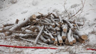 Кому и в каких случаях разрешают вырубать деревья – в Минэкологии утвердили правила