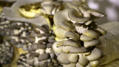 Сколько грибов казахстанцы могут собрать бесплатно