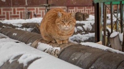 Как в Казахстане выживают бездомные люди и животные в мороз