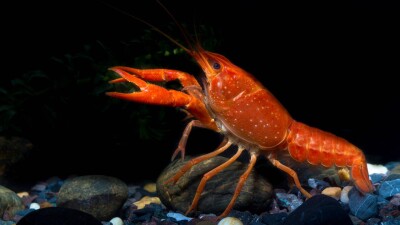 Множество погибших раков обнаружили в канале, ведущем к Каспию в Актау