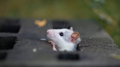 "Там, где много мусора". Министр экологии не считает, что нашествие крыс в городах связано с отловом кошек и собак