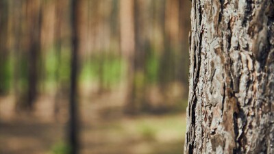 1,3 млн саженцев сосны безвозмездно передадут для восстановления леса после пожара в Абайской области