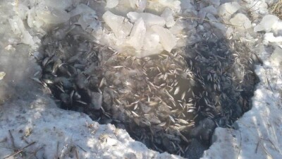 Причиной массовой гибели мальков в Кызылординской области могла стать нехватка кислорода